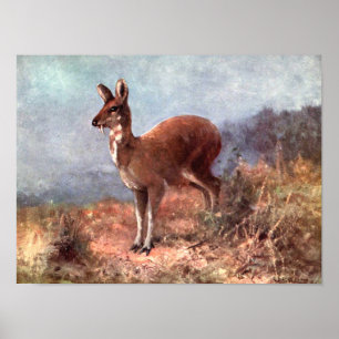 Musk Deer by CE Swan,  wilde dieren Poster