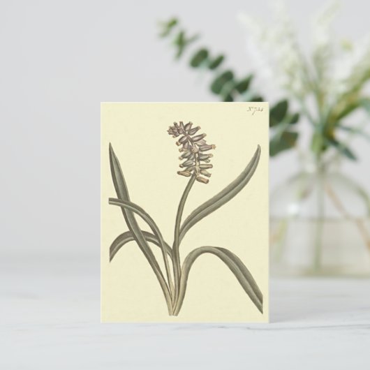 Musk Grape Hyacinth Botanical Illustratie Briefkaart (Staand voorkant)