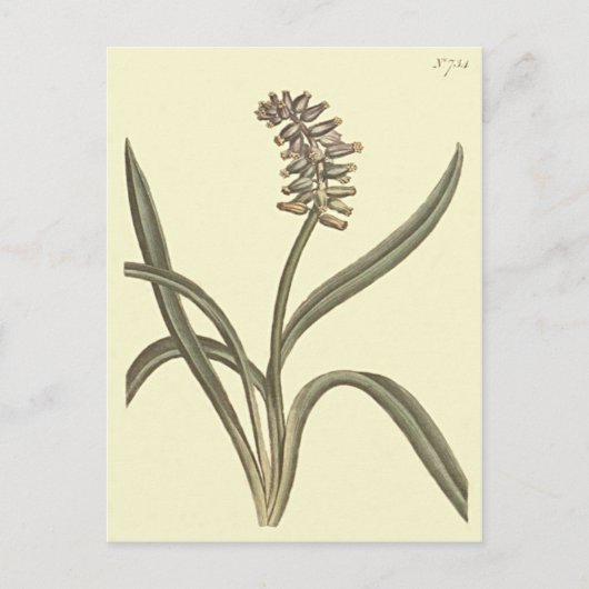 Musk Grape Hyacinth Botanical Illustratie Briefkaart (Voorkant)