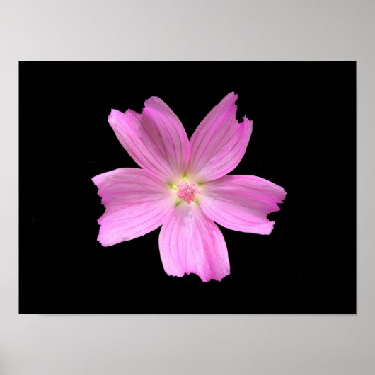 Musk-kaasjeskruid Poster (Voorkant)