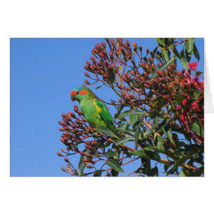 Musk Lorikeet