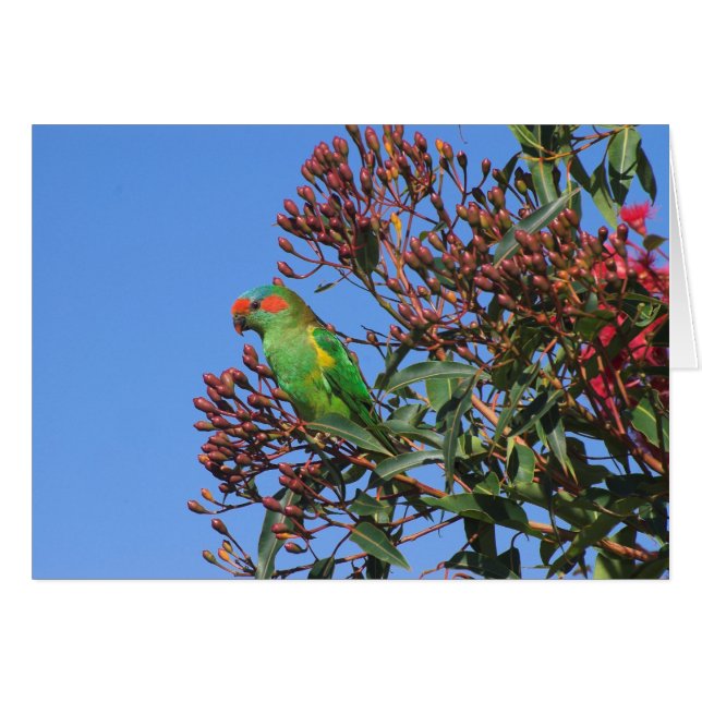 Musk Lorikeet (Voorkant Horizontaal)