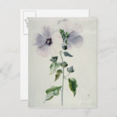 Musk Mallow, 18e eeuw Briefkaart (Voorkant / Achterkant)