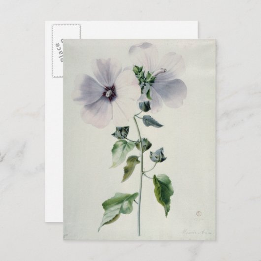 Musk Mallow, 18e eeuw Briefkaart (Voorkant / Achterkant)