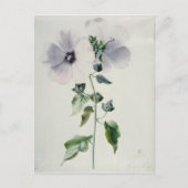 Musk Mallow, 18e eeuw Briefkaart (Voorkant)