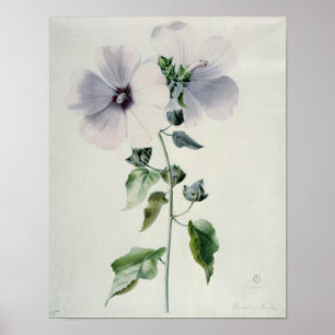 Musk Mallow, 18e eeuw Poster