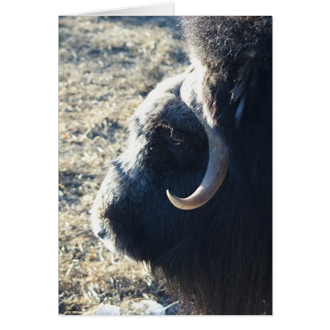 Musk Ox (Voorkant)