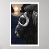 MUSK OX & ARCTIC SUN Art Print (Voorkant)