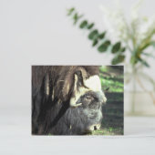Musk Ox Briefkaart (Staand voorkant)
