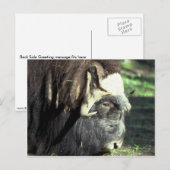 Musk Ox Briefkaart (Voorkant / Achterkant)