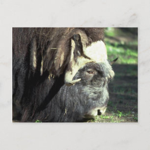 Musk Ox Briefkaart