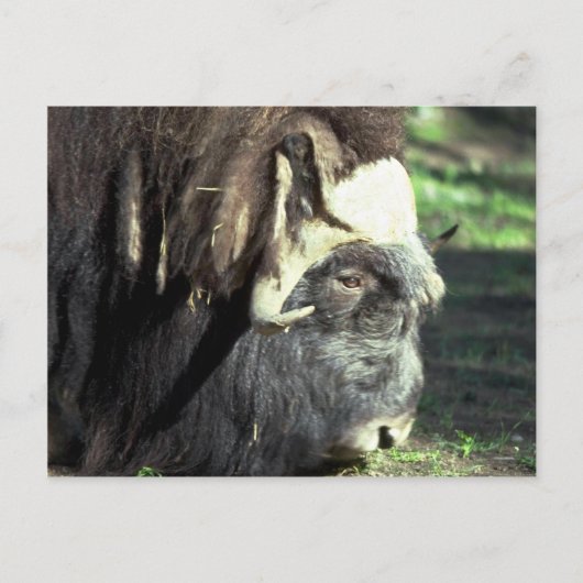 Musk Ox Briefkaart (Voorkant)