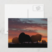 Musk Ox Briefkaart (Voorkant / Achterkant)
