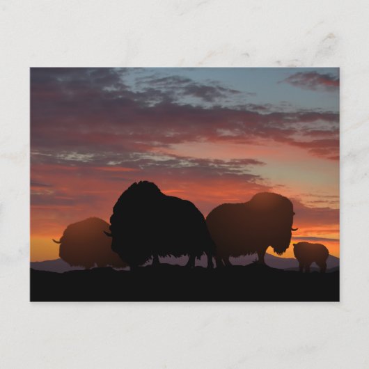Musk Ox Briefkaart (Voorkant)