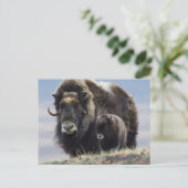 Musk Ox met Calf Briefkaart (Staand voorkant)