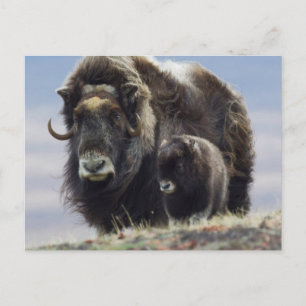 Musk Ox met Calf Briefkaart