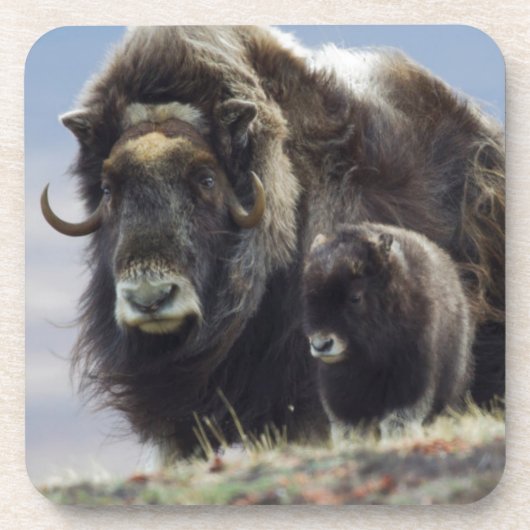 Musk Ox met Calf Drankjes Onderzetter (Voorkant)