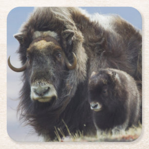 Musk Ox met Calf Kartonnen Onderzetters