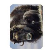 Musk Ox met Calf Magneet (Verticaal)