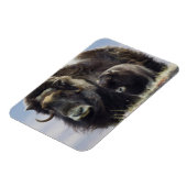 Musk Ox met Calf Magneet (Linkerzijde)