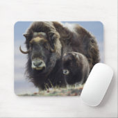 Musk Ox met Calf Muismat (Met muis)