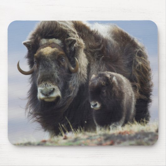 Musk Ox met Calf Muismat (Voorkant)