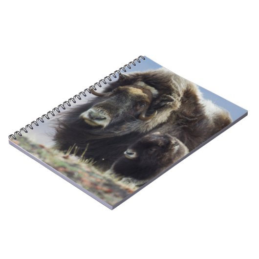 Musk Ox met Calf Notitieboek (Linkerzijde)