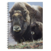 Musk Ox met Calf Notitieboek (Voorkant)
