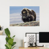 Musk Ox met Calf Poster (Thuiskantoor)