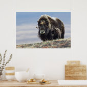 Musk Ox met Calf Poster (Keuken)