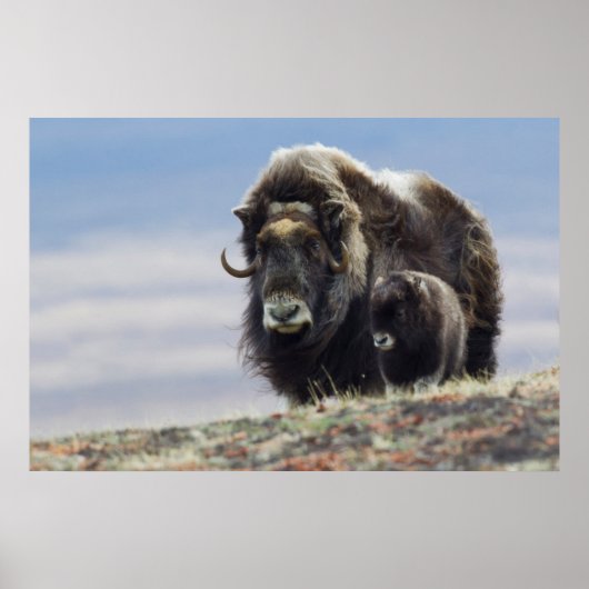 Musk Ox met Calf Poster (Voorkant)