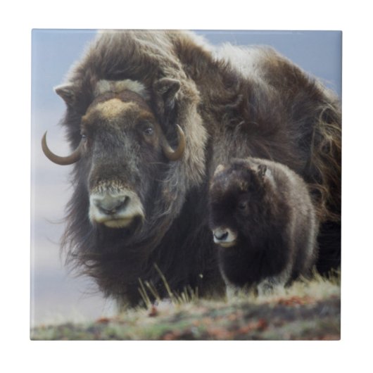 Musk Ox met Calf Tegeltje (Voorkant)
