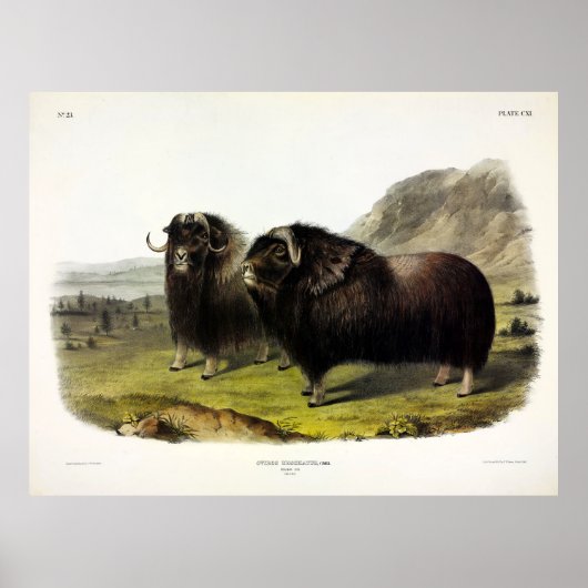 Musk Ox (Ovibos Moschatus) (Muskox) van Audubon Poster (Voorkant)