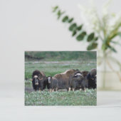 Musk Oxen beslag op toendra Briefkaart (Staand voorkant)