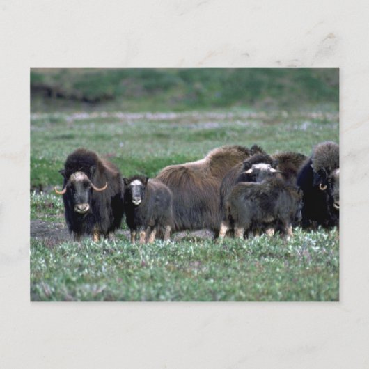 Musk Oxen beslag op toendra Briefkaart (Voorkant)