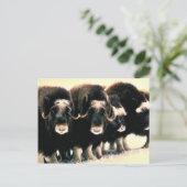 Musk Oxen Briefkaart (Staand voorkant)
