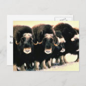 Musk Oxen Briefkaart (Voorkant / Achterkant)