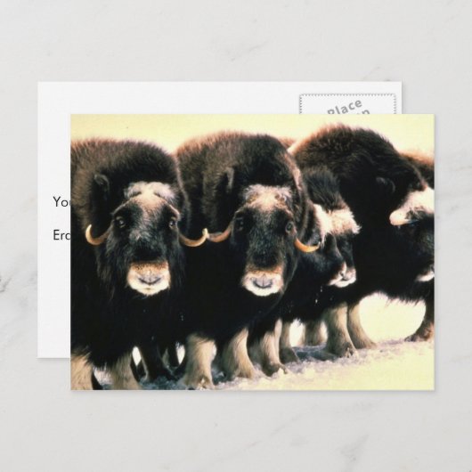 Musk Oxen Briefkaart (Voorkant / Achterkant)