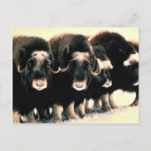 Musk Oxen Briefkaart (Voorkant)