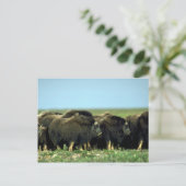 Musk Oxen Briefkaart (Staand voorkant)