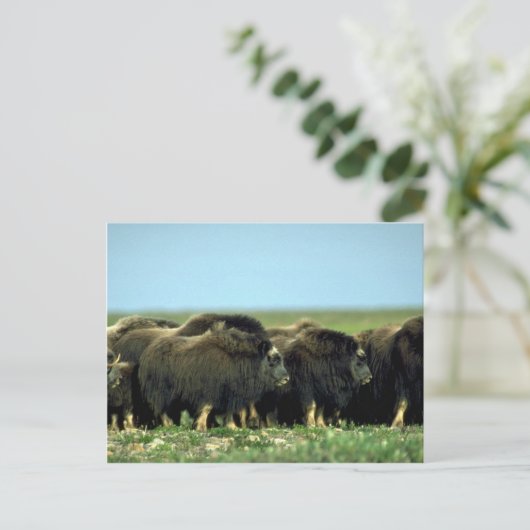 Musk Oxen Briefkaart (Staand voorkant)