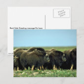 Musk Oxen Briefkaart (Voorkant / Achterkant)