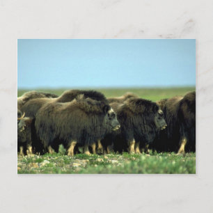 Musk Oxen Briefkaart