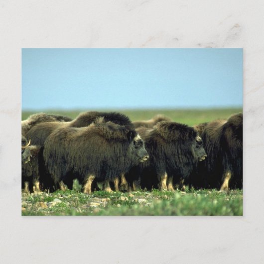 Musk Oxen Briefkaart (Voorkant)