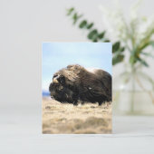 Musk Oxen Briefkaart (Staand voorkant)