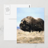 Musk Oxen Briefkaart (Voorkant / Achterkant)