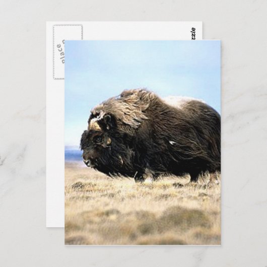 Musk Oxen Briefkaart (Voorkant / Achterkant)