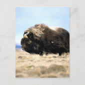 Musk Oxen Briefkaart (Voorkant)