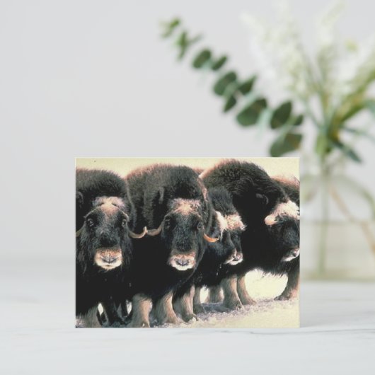 Musk Oxen Briefkaart (Staand voorkant)