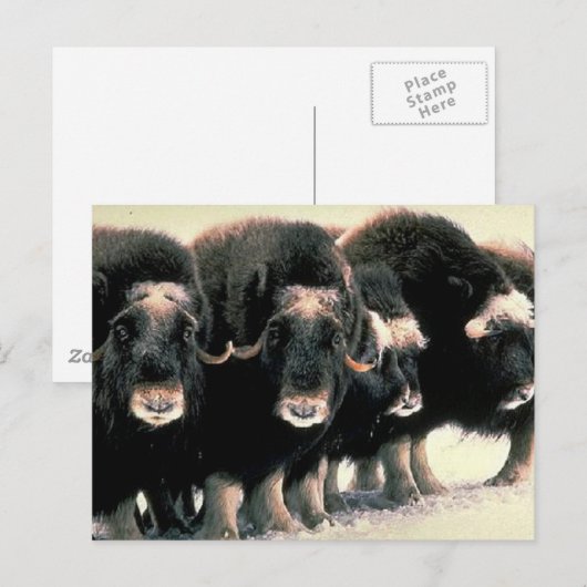 Musk Oxen Briefkaart (Voorkant / Achterkant)